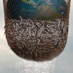 Морской Заговор: Тайна Устойчивого Рыболовства Постер Нетфликс Фильм